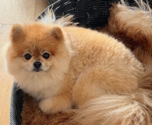 Bärchen Deckrüde Pomeranian Zwergspitz bereit für Ihre Hundedame Bild 8
