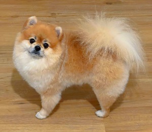 Bärchen Deckrüde Pomeranian Zwergspitz bereit für Ihre Hundedame Bild 5