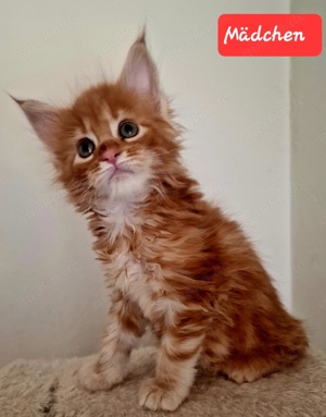 Maine coon Kitten 