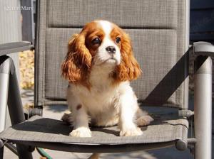 Cavalier King Charles Welpen Wunderschöne