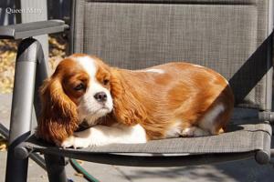 Cavalier King Charles Welpen Rüden und Hündinnen