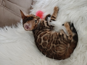 Wunderschöner Bengal Junge mit Stammbaum.