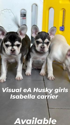 Französische bulldogge visual eA Husky 