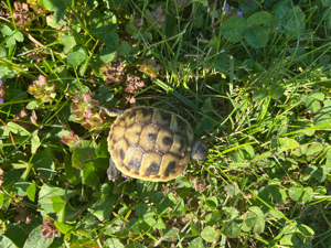 griechische Landschildkröten testudo hermanni boettgeri