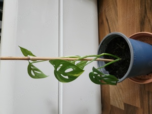 Monstera adansonii variegata mit 5 Blätter 