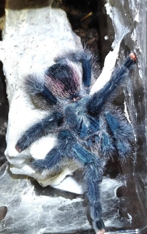 0,1 Avicularia mettalica, Vogelspinne, Weibchen, subadult