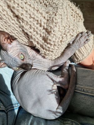 Sphynx Katzen  Kitten