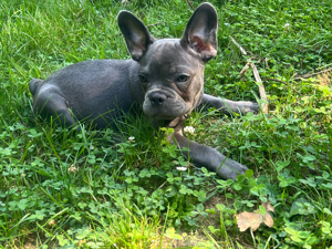 Französische Bulldogge Welpe