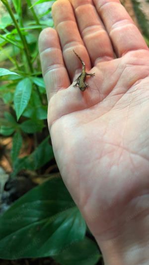 JUNGFERNGECKO LEPIDODACTYLUS LUGUBRIS