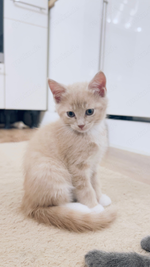 Maine coon Kitten 