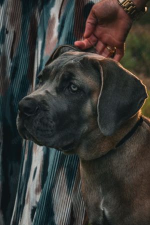 Cane Corso Italiano Welpe