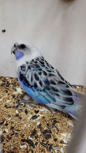 rosella blau opaline 