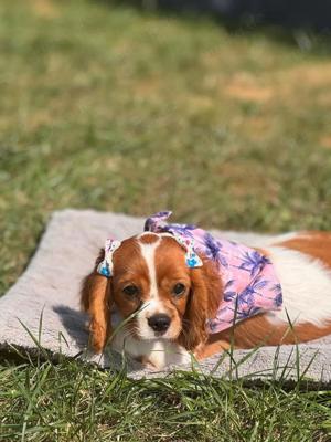 Cavalier King Charles Welpen Wunderschöne