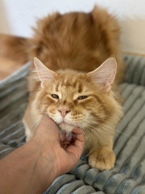 Wunderschöner Maine Coon Kater mit Stammbaum 