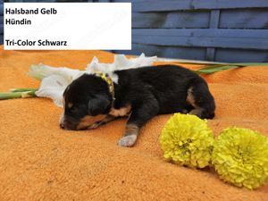 Appenzeller Sennenhunde Welpen, 3 Mädchen, Abgabe ab 15.11.2024