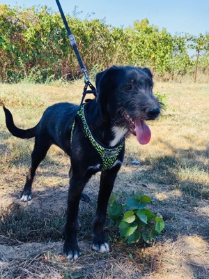 Schnauzer Mix sucht ein zuhause