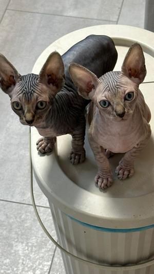 Baby Sphynx-Katzen (Junge & Mädchen)