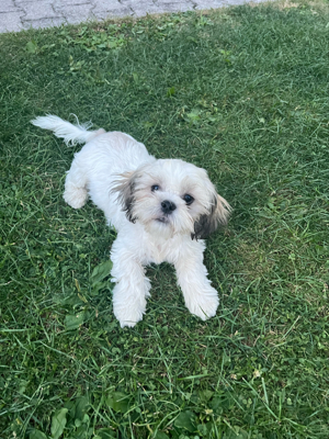 Süßer Shih Tzu sucht neues Zuhause