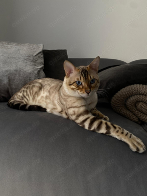 Erfahrener Reinrassiger Snow Bengal Deckkater 