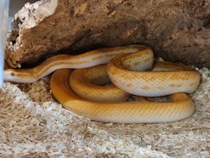 Boaedon capensis T-Albino 