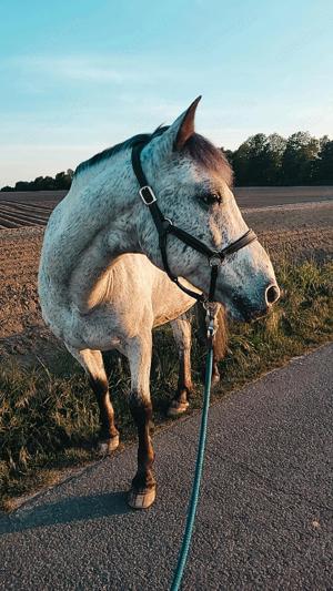 Freizeitpferd   Appaloosa-Mix Wallach zu verkaufen