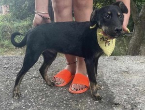 Cody-einer von 12 Hundekindern auf der Suche nach einem Zuhause Bild 8