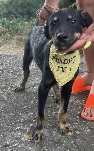 Cody-einer von 12 Hundekindern auf der Suche nach einem Zuhause Bild 5