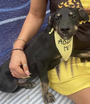 Cody-einer von 12 Hundekindern auf der Suche nach einem Zuhause Bild 7
