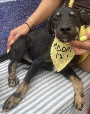 Cody-einer von 12 Hundekindern auf der Suche nach einem Zuhause Bild 6