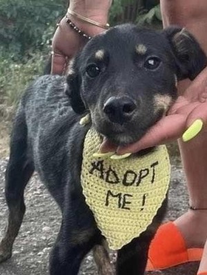Cody-einer von 12 Hundekindern auf der Suche nach einem Zuhause Bild 3