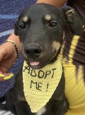 Cody-einer von 12 Hundekindern auf der Suche nach einem Zuhause Bild 4