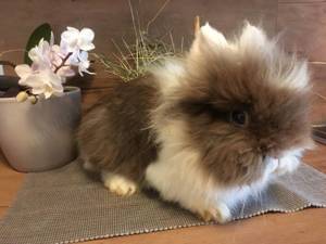 3 wunderschöne und zutrauliche Teddyzwerg und MM Löwenköpfchen Häsinnen