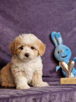 maltipoo welpe rüde 