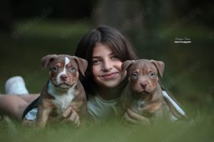 Wunderschöne American Bully Rüden suchen Traumzuhause 