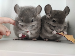 Chinchilla Jungtiere Mädels und Jungs