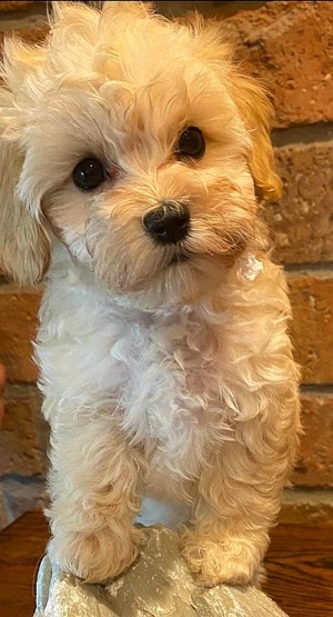 Charismatische Edel Maltipoo Welpen