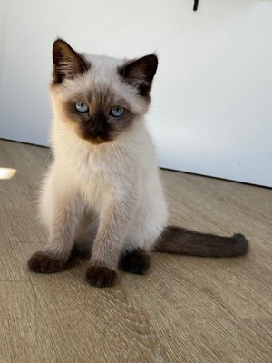 BKH mix Kitten mit hellen Augen (Mädchen) 