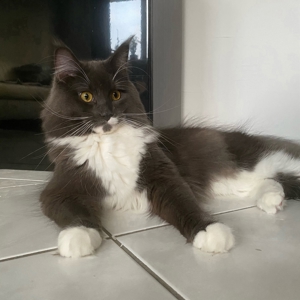 Deckkater Maine Coon Reinrassig Bild 3