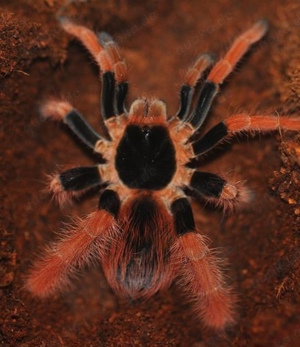 0.1 Megaphobema robustum adult 