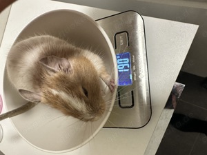 Degu männlich ca 6 Monate 