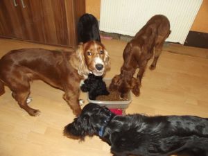 Irish-Setter  Setterwelpen