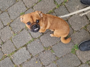 Pekinese mops Mischling