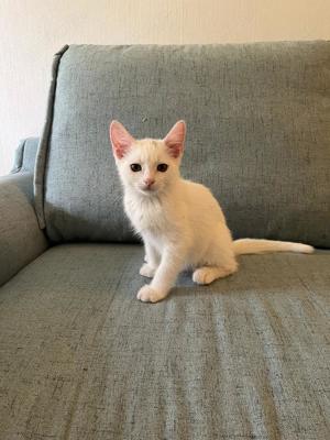 Süße Angora Kitten suchen ein Neues Zuhause