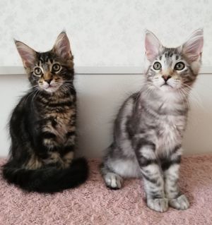 Sehr schöne Maine Coon Kitten mit Stammbaum 