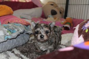 Blue Merle Yorkshire Terrier Junge (Biewer)