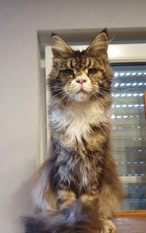 Ganz lieber maine coon