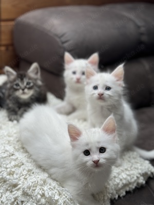 Main Coon Kitten