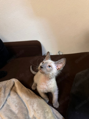 Don sphynx kitten