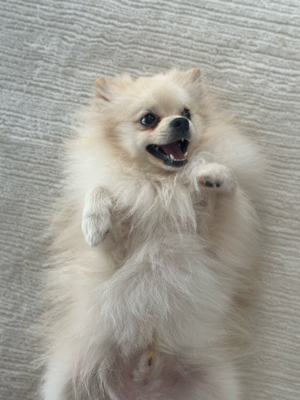 Pomeranian Zwergspitz Rüde 1 Jahr alt creme 