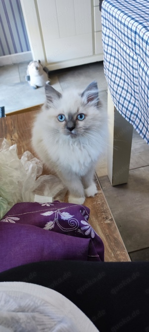 Ragdoll Kitten 13 Wochen 